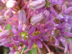 Ledebouria sandersonii flowers